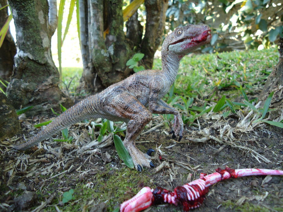 What did the velociraptor eat?